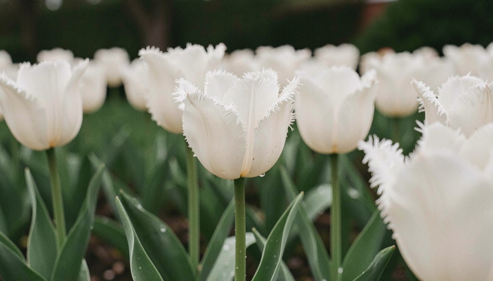 A close garden view of pale tulip petals with fine fringe edges, droplets and green stems below