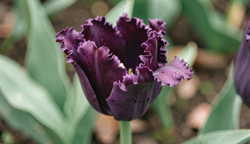 A deep purple ruffled tulip with curled petals after spring rain