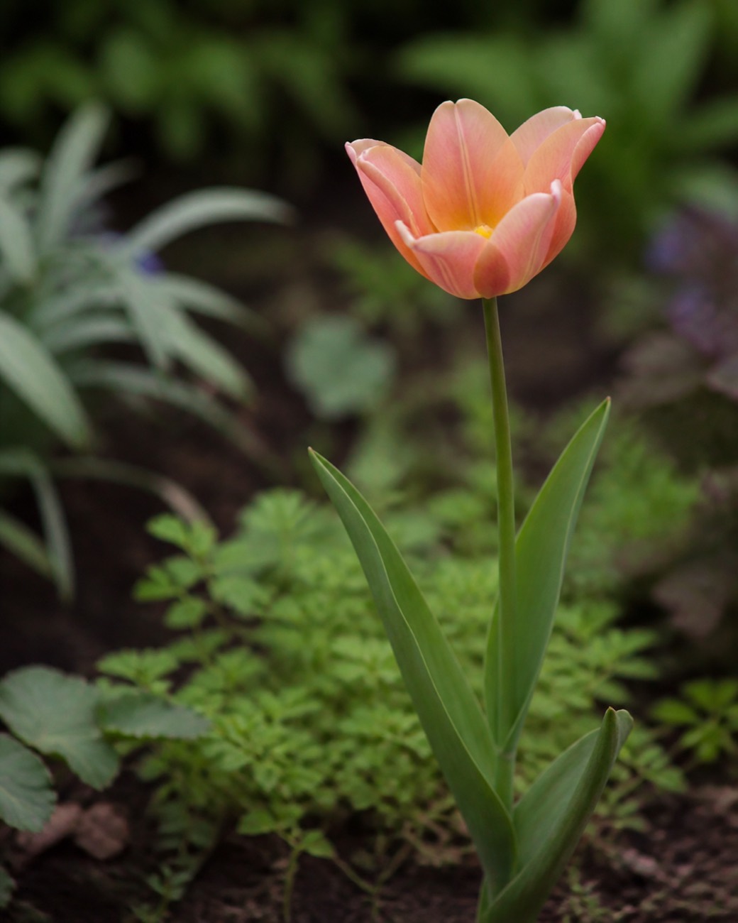 Editorial garden scene kept with the record for The spring table: kettle, tray and vase with tulips