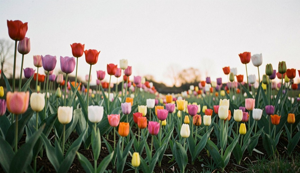 A spring border showing short early tulips in front of taller later flowers under a pale morning sky